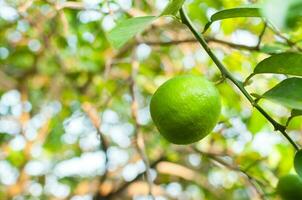 frisch Grün Zitronen roh Zitrone hängend auf Baum im Garten, Zitronen Anbau foto