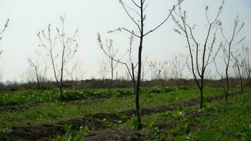 Plantage von Sojabohnen im ein Feld im früh Frühling foto