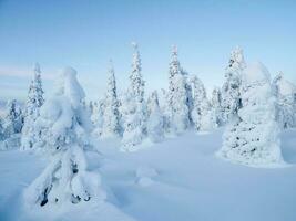 tolle Aussicht von das bedeckt mit Frost Bäume im das Schnee driftet. magisch Winter Wald. natürlich Landschaft mit schön Blau Himmel. das Wiederbelebung von das Planet. foto