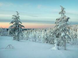 schön Arktis Sonnenuntergang. szenisch bunt Himmel beim Dämmerung. schneebedeckt Steigung von das Polar- Hügel im das Winter früh im das Morgen. Winter Polaris Landschaft. kalt Winter Wetter. foto