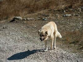 Schäfer Hund gehen zu Kamera. foto