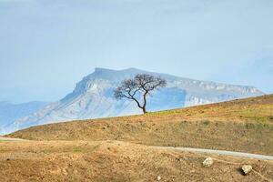 einsam Baum im das Berge. das Geometrie von Berge. foto