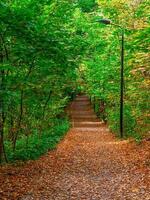 gefüllt mit Blätter Herbst Pfad im das Park. foto