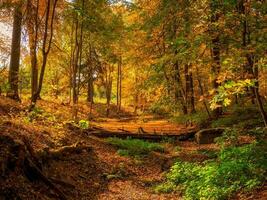 ein Damm im ein alt verlassen Herbst Park. hell sonnig Herbst Landschaft mit gefallen Ahorn Blätter foto