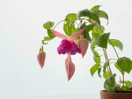 Blühen Rosa Fuchsie, groß Blumen auf ein Licht Hintergrund foto