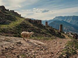 komisch Schaf auf das Hintergrund von das verlassen Dorf von gut. Dagestan. foto