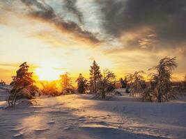tolle Dämmerung Landschaft mit ein Winter Polar- Wald und hell Sonnenlicht. Sonnenaufgang, Sonnenuntergang im ein schön schneebedeckt Wald. wunderbar hart Natur von das Norden im das Winter Dämmerung. Licht und Dunkelheit. foto
