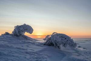 magisch bizarr Silhouette von Tanne Baum sind verputzt mit Schnee beim lila Dämmerung Hintergrund. Arktis hart Natur. mystisch Fee Geschichte beim das Winter Berg. Schnee bedeckt Weihnachten Tanne auf Berghang. foto