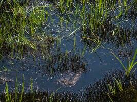 Pfütze von Öl mit Gras im Natur. Öl Kommen zu das Oberfläche auf ein Grün Feld. foto