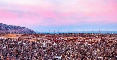Panorama- Aussicht von hölzern Beiträge von das Schnee Barriere. Berg Landschaft mit Tundra auf das Barents Meer. foto