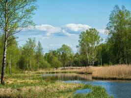 schön Sommer- Nachmittag Landschaft mit Birken und ein Fluss foto