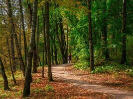 schön Herbst Weg mit ein Gehen Zahl von ein Frau auf es im ein sonnig Park. foto