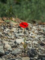 Nahansicht von ein Mohn wachsend wild auf das Felsen. Vertikale Sicht. foto