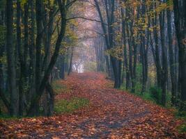 ein Pfad durch das Morgen neblig Herbst Wald. foto