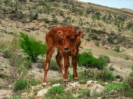 voll Körper Porträt von jung Stierkalb auf Sommer- Berg Wiese foto