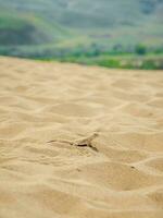 Ruhe Wüste runder Kopf Eidechse auf das Sand im es ist natürlich Umfeld. Vertikale Sicht. foto