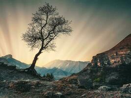 magisch Sonnenaufgang im das Berge. das Silhouette von ein einsam Baum gegen das Hintergrund von das Sonnenuntergang. foto