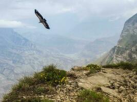 Geier fliegt Über das Cliff. schön Landschaft auf das regnerisch hoch Plateau. foto