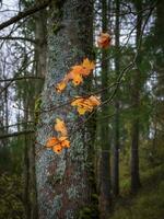 das zuletzt Ahorn Blätter im das Herbst Wald. foto