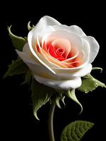 Illustration von ein Weiß Rose im schwarz Hintergrund. generativ ai foto