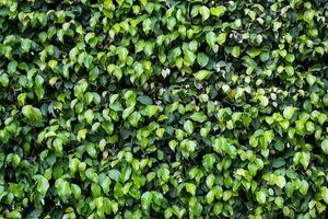 immergrün Hecke Pflanzen Oberfläche. natürlich Mauer Pflanzen Hintergrund. foto