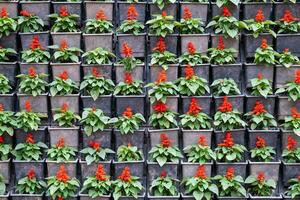 Mauer von eingetopft Blumen. dekorieren Haus durch Blumen, Gartenarbeit Konzept. foto