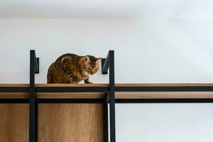 komisch spielerisch Katze Sitzung auf Regal. Bengalen Katze suchen Nieder von Gestell. foto