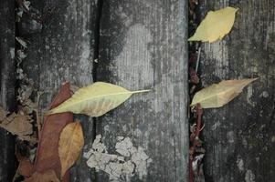 Hintergrundbeschaffenheit mit altem Holz und gelbem Herbstlaub foto