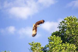 roter Falke beim Fliegen in den Himmel. foto