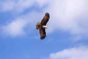 roter Falke beim Fliegen in den Himmel. foto