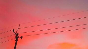 heiter Sonnenuntergang Rosa Himmel und Straße Kabel foto