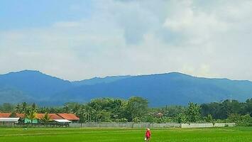 ein heiter Aussicht von Grün Reis Felder, ein Bauer, und Blau Berge foto