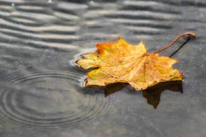 Herbsthintergrund, gelbes Ahornblatt im grauen Wasser foto