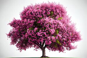 groß Rosa Kirsche blühen Baum auf Weiß Hintergrund. Digital Kunst Stil. generativ ai foto