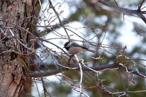 Berg Chickadee Poecile foto