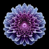 tolle Chrysantheme mit Wasser Spritzen und Tropfen, generativ ai foto