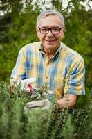 ein Senior Mann nehmen Pflege von seine Garten foto
