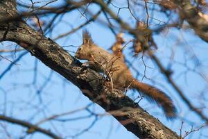 ein rot Eichhörnchen foto