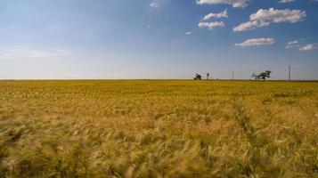 ein riesiges Weizenfeld von gelber Farbe foto