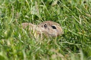 Europäisches Grundeichhörnchen foto