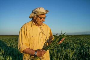 ein Senior Farmer Prüfung ein Weizen Ernte foto
