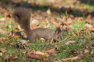 ein rot Eichhörnchen foto