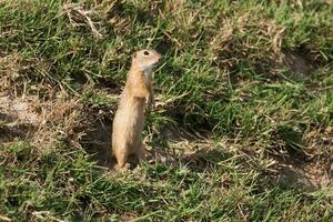 europäisch Boden Eichhörnchen, Spermophilus Citellus oder europäisch souslik foto