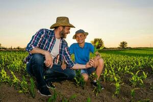 Vater und Sohn Stehen im ein Mais Feld foto