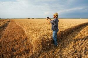 ein Farmer Prüfung ein Weizen Feld foto