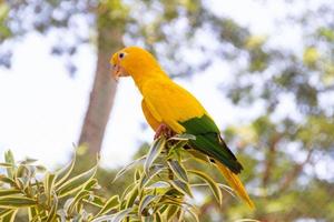 gelber und grüner Vogel, bekannt als Ararajuba auf einem Barsch foto