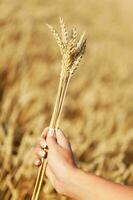 Hand halten Weizen Gras foto