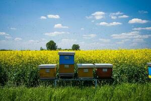 Ölsaaten vergewaltigen Feld und Bienenstöcke auf ein sonnig Tag. foto