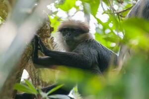 lilagesichtig langur Blatt Affe foto