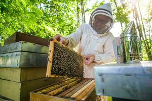 Imker ist Prüfung seine Bienenstöcke foto